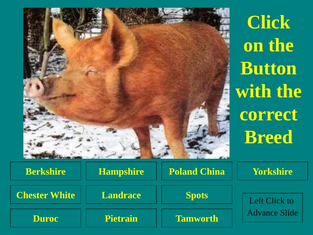 Swine Skillathon Practice Left Click to Advance - slide 14 of 123