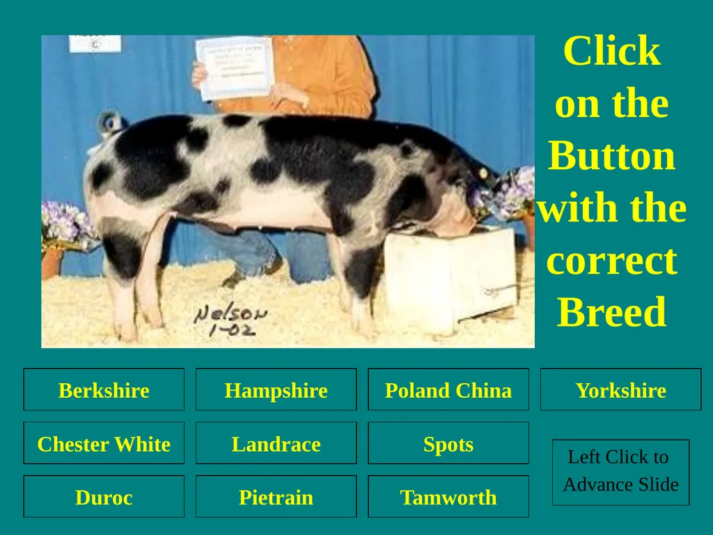 Swine Skillathon Practice Left Click to Advance - slide 15 of 123