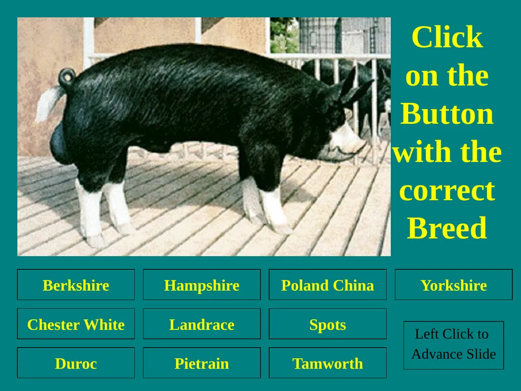 Swine Skillathon Practice Left Click to Advance - slide 16 of 123