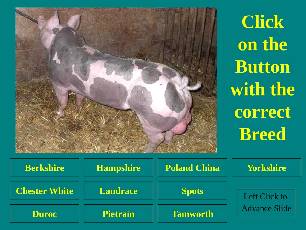 Swine Skillathon Practice Left Click to Advance - slide 17 of 123
