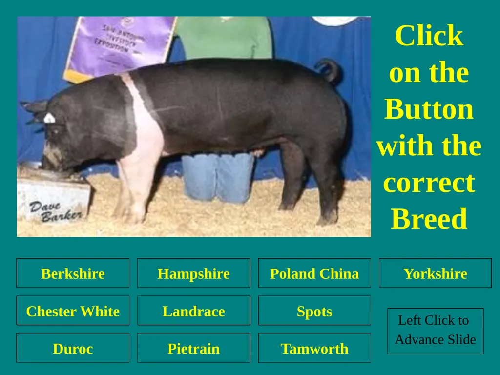 Swine Skillathon Practice Left Click to Advance - slide 18 of 123