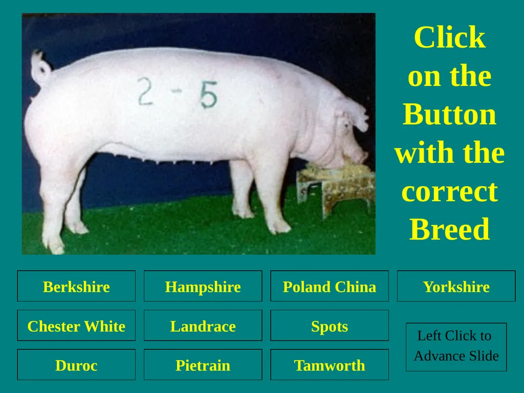 Swine Skillathon Practice Left Click to Advance - slide 20 of 123