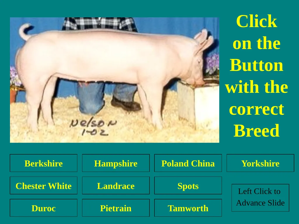 Swine Skillathon Practice Left Click to Advance - slide 22 of 123