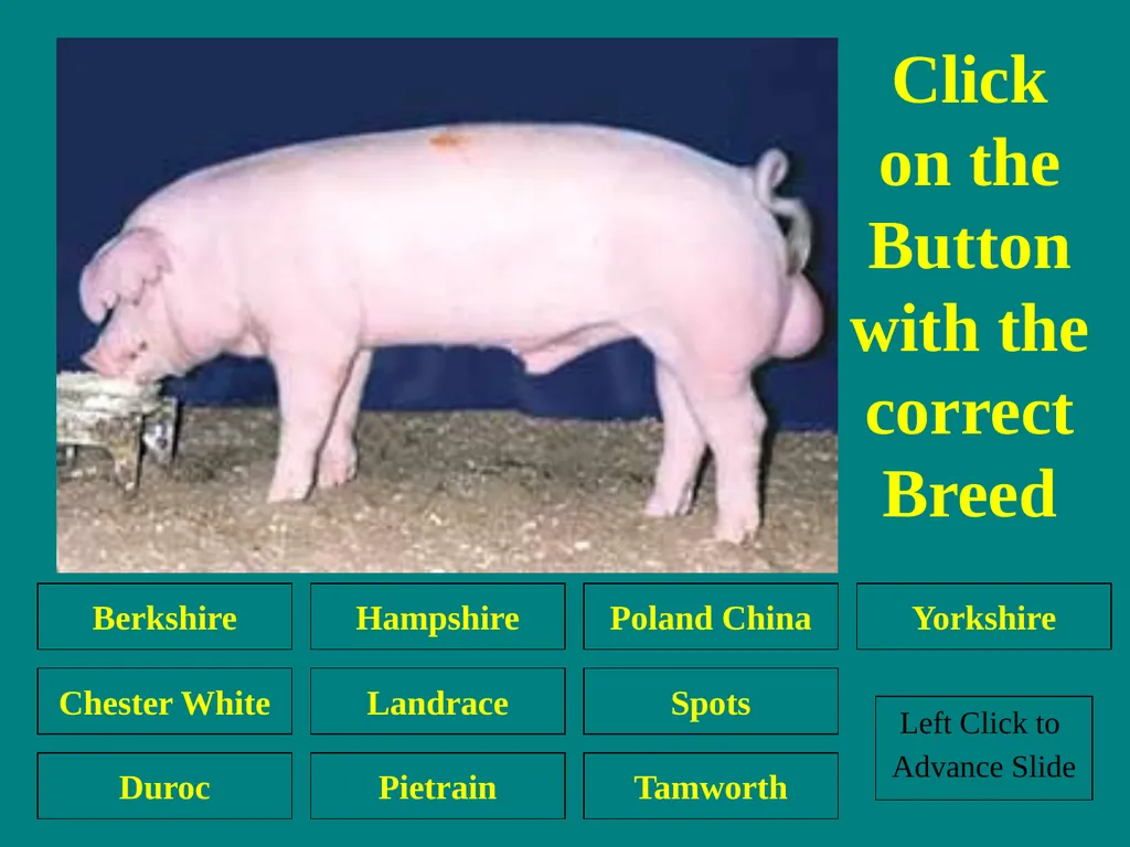 Swine Skillathon Practice Left Click to Advance - slide 25 of 123