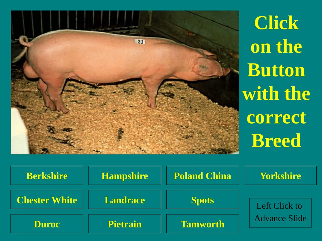 Swine Skillathon Practice Left Click to Advance - slide 26 of 123
