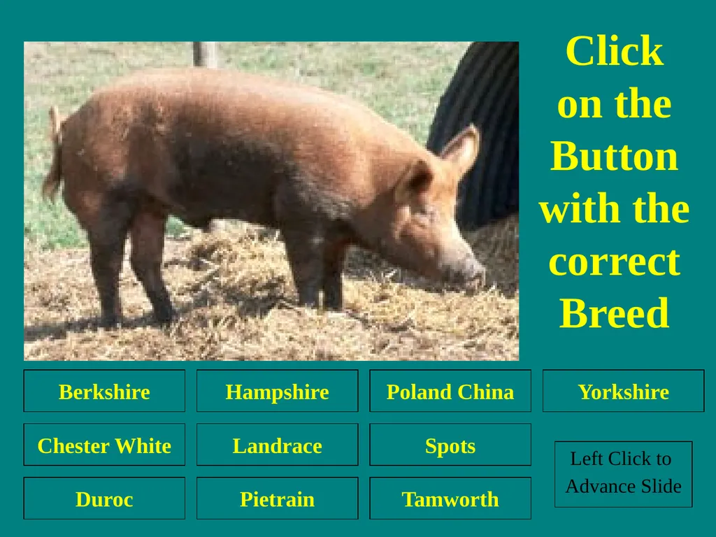 Swine Skillathon Practice Left Click to Advance - slide 27 of 123