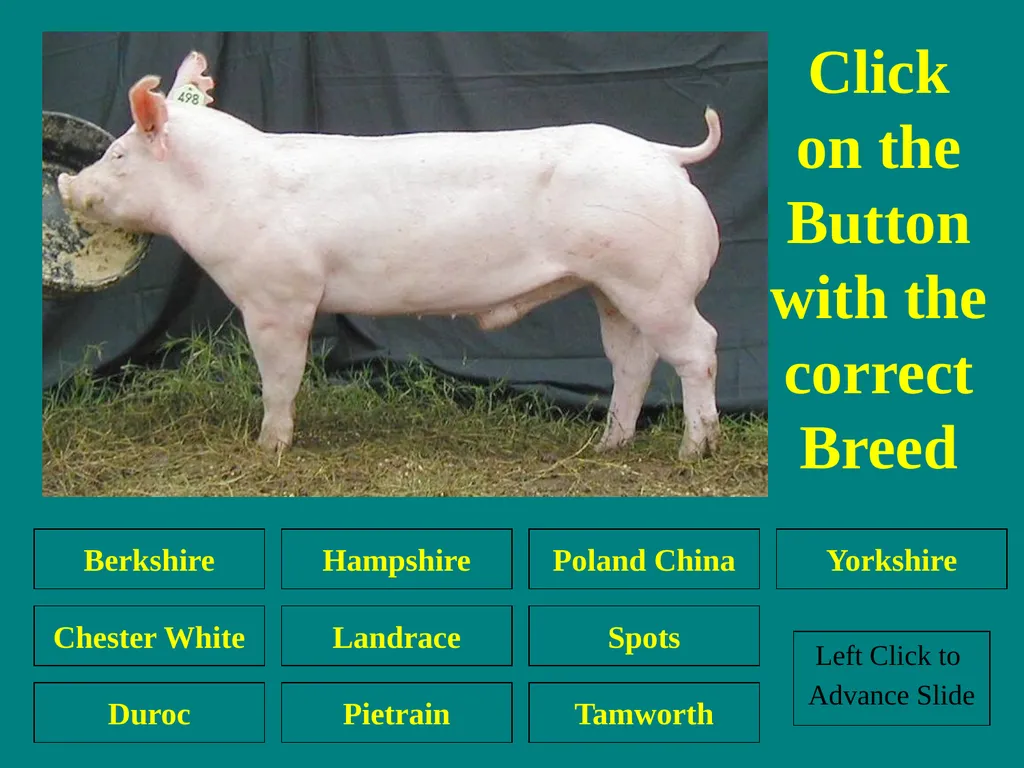 Swine Skillathon Practice Left Click to Advance - slide 28 of 123