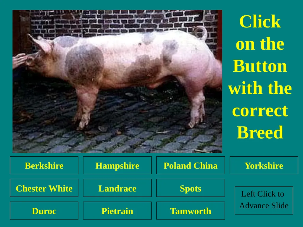 Swine Skillathon Practice Left Click to Advance - slide 29 of 123