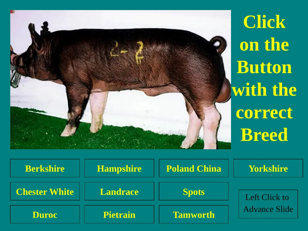 Swine Skillathon Practice Left Click to Advance - slide 31 of 123