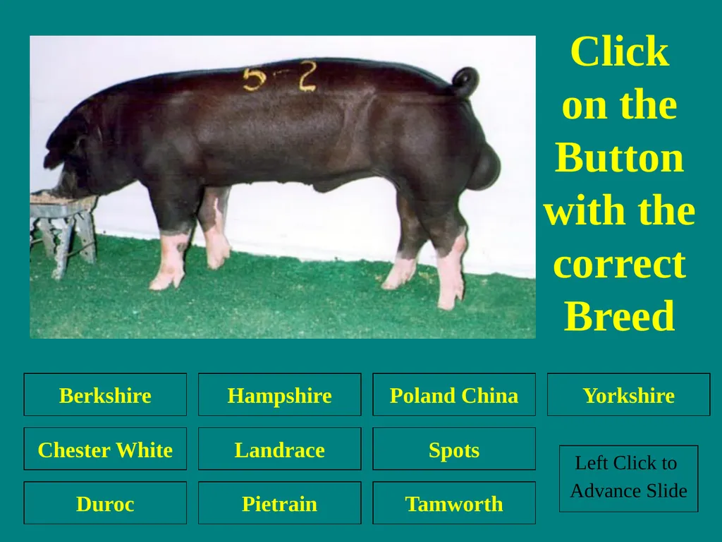 Swine Skillathon Practice Left Click to Advance - slide 32 of 123