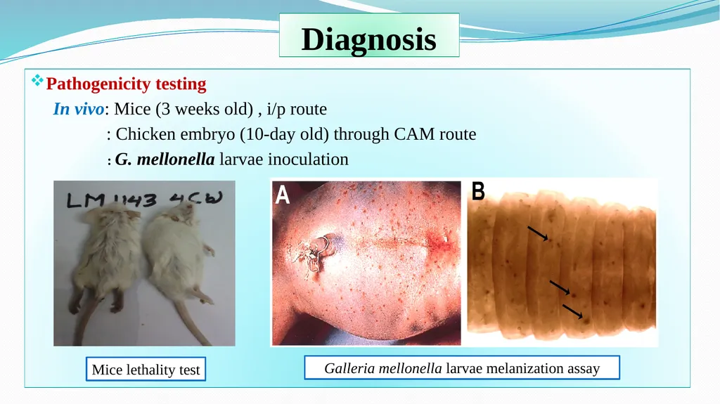 ‘Veterinary Epidemiology & Zoonoses’ VPH-321 - slide 14 of 18