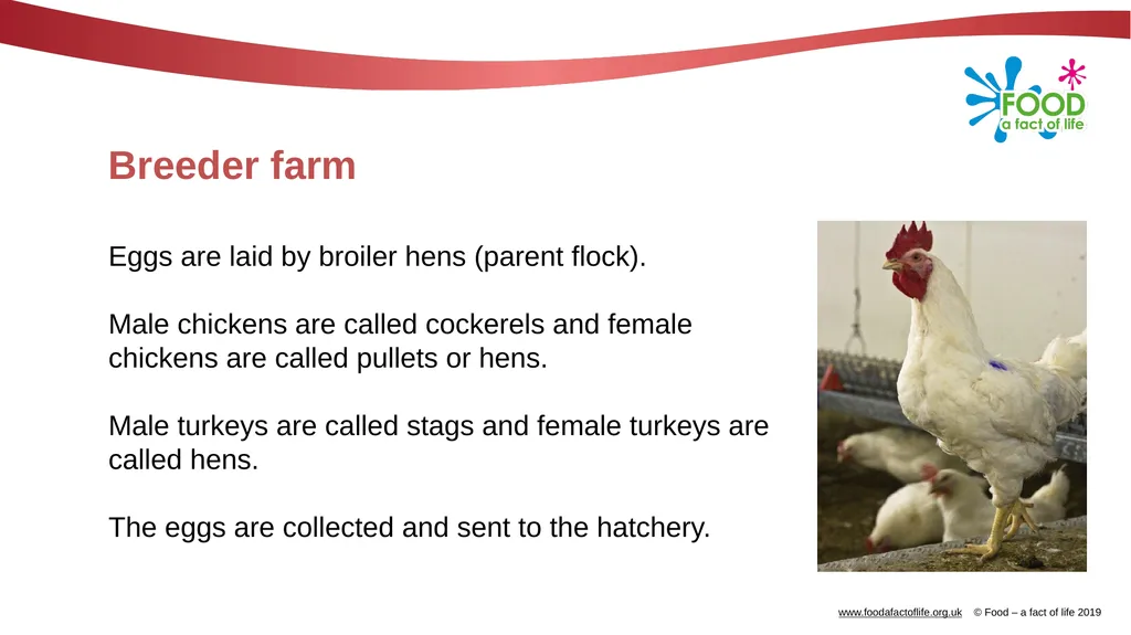 POULTRY FARMING Introduction Chicken, turkey, duck - slide 4 of 12