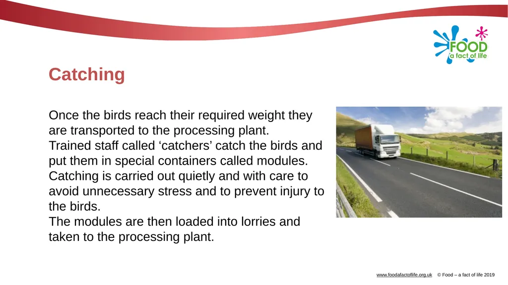 POULTRY FARMING Introduction Chicken, turkey, duck - slide 10 of 12