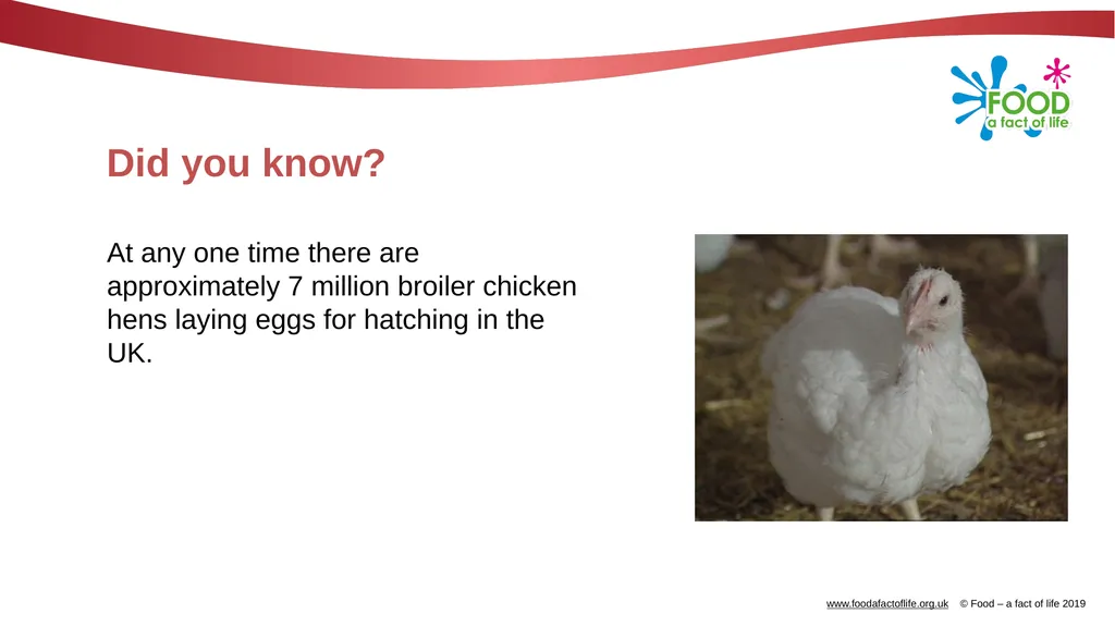 POULTRY FARMING Introduction Chicken, turkey, duck - slide 5 of 12