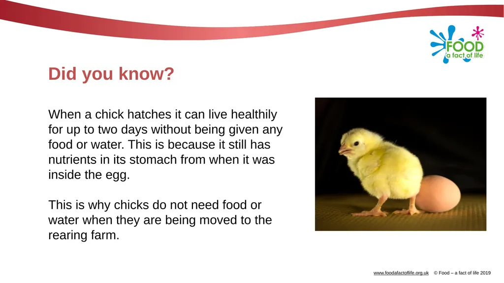 POULTRY FARMING Introduction Chicken, turkey, duck - slide 8 of 12