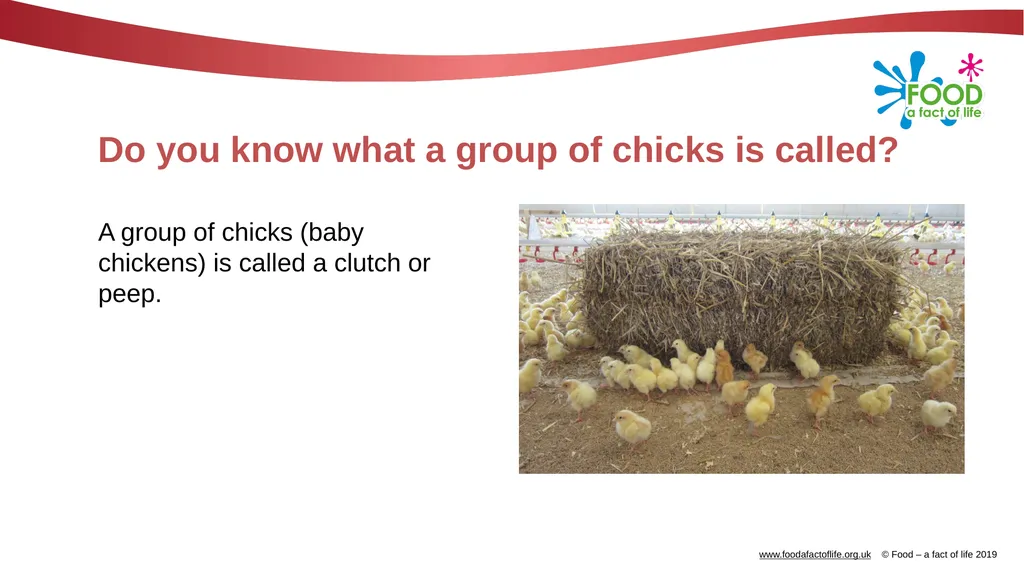 POULTRY FARMING Introduction Chicken, turkey, duck - slide 7 of 12