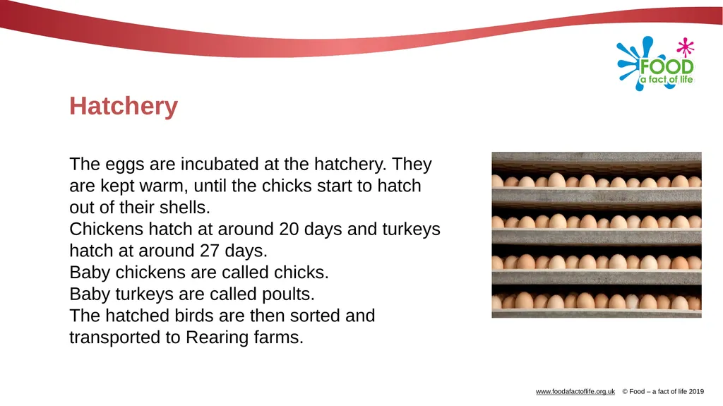 POULTRY FARMING Introduction Chicken, turkey, duck - slide 6 of 12