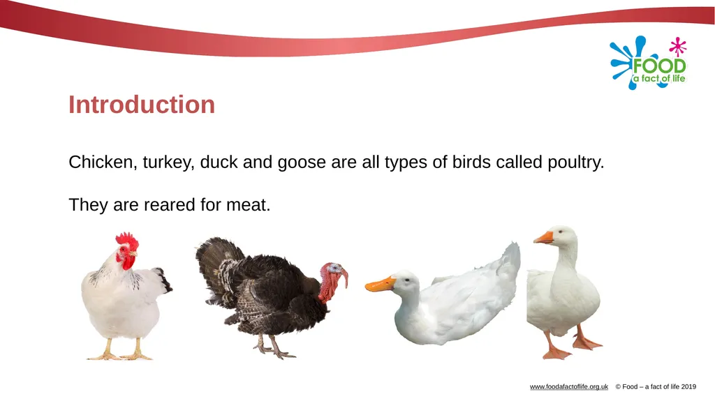 POULTRY FARMING Introduction Chicken, turkey, duck - slide 2 of 12