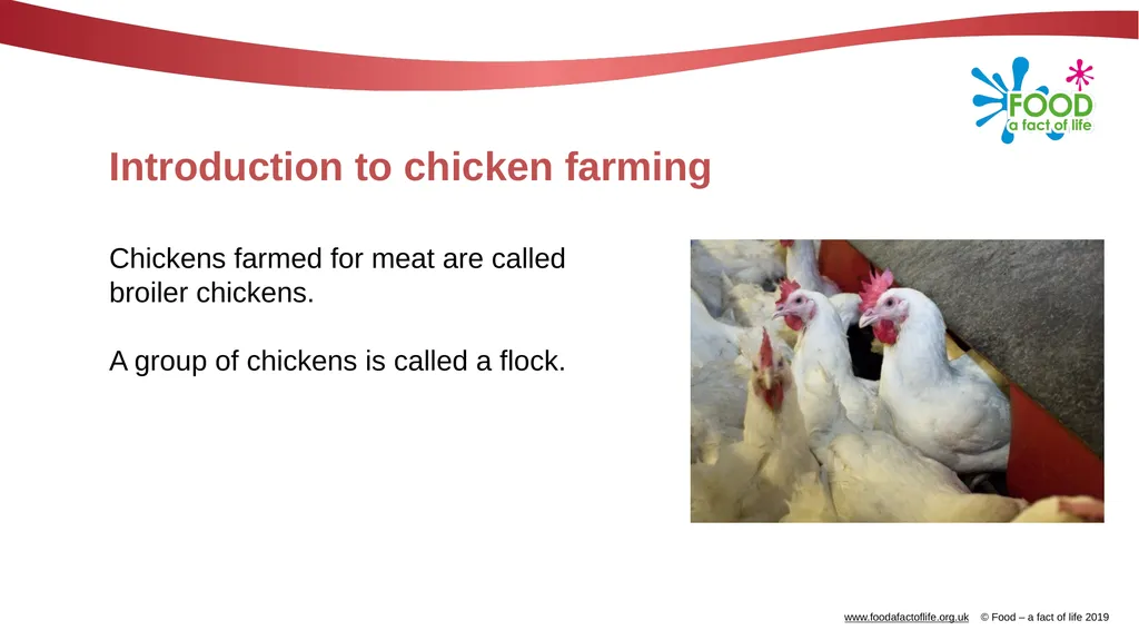 POULTRY FARMING Introduction Chicken, turkey, duck - slide 3 of 12