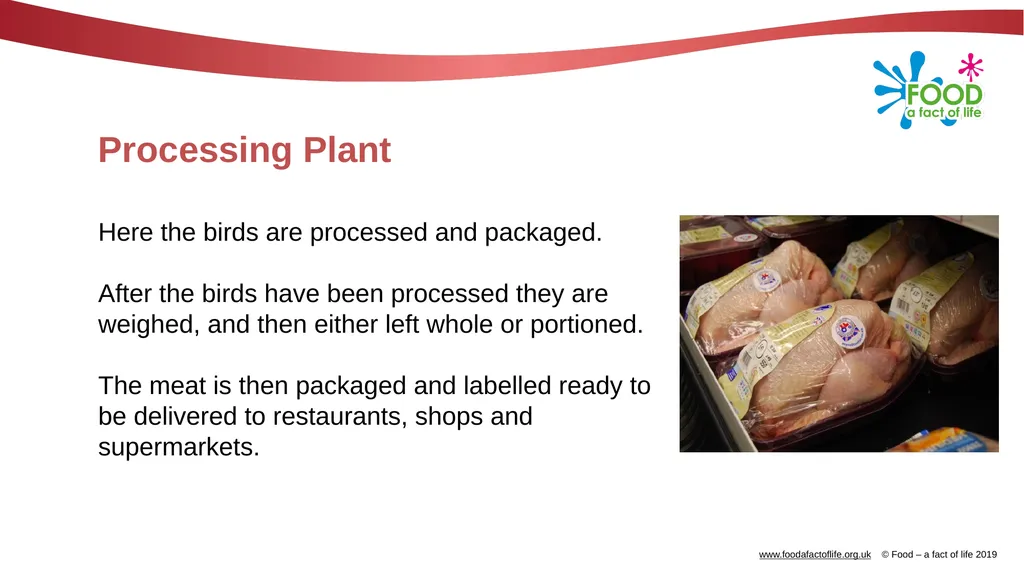 POULTRY FARMING Introduction Chicken, turkey, duck - slide 11 of 12
