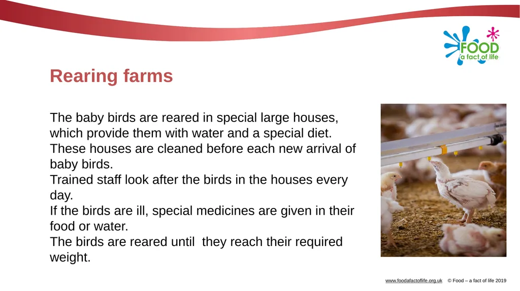 POULTRY FARMING Introduction Chicken, turkey, duck - slide 9 of 12