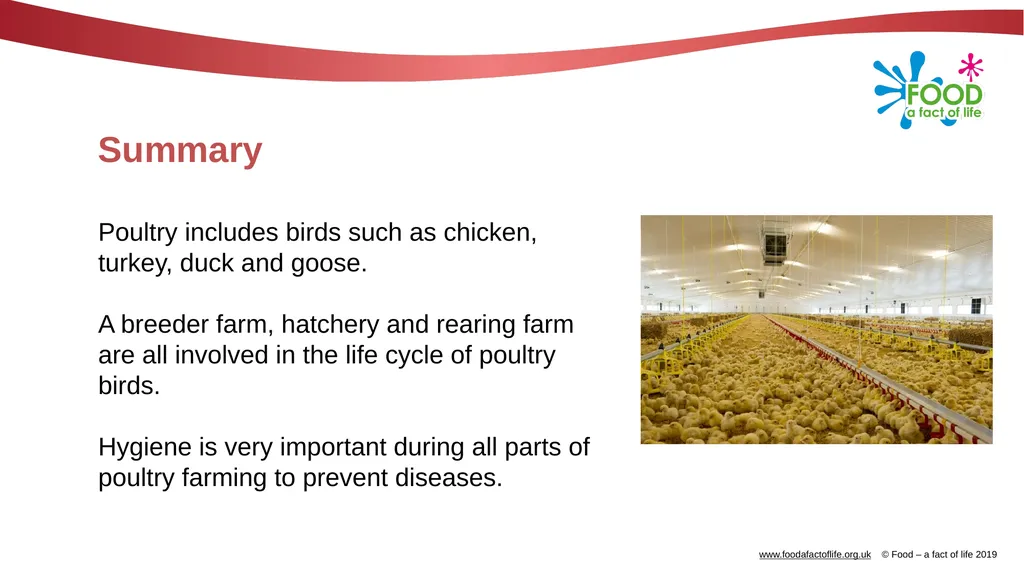 POULTRY FARMING Introduction Chicken, turkey, duck - slide 12 of 12