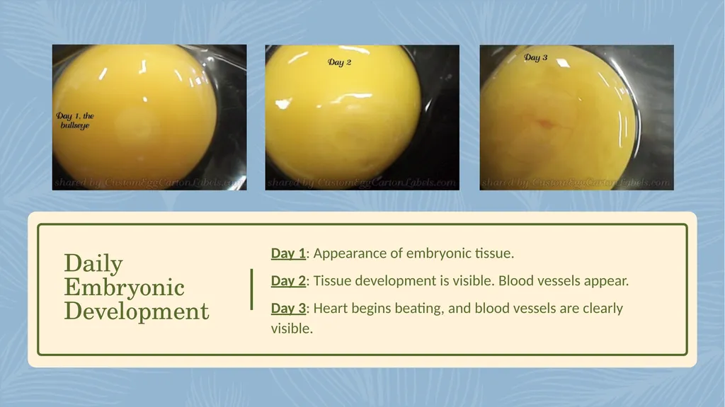 POULTRY SCIENCE: Hatchery Operation Unit 11 - slide 22 of 31