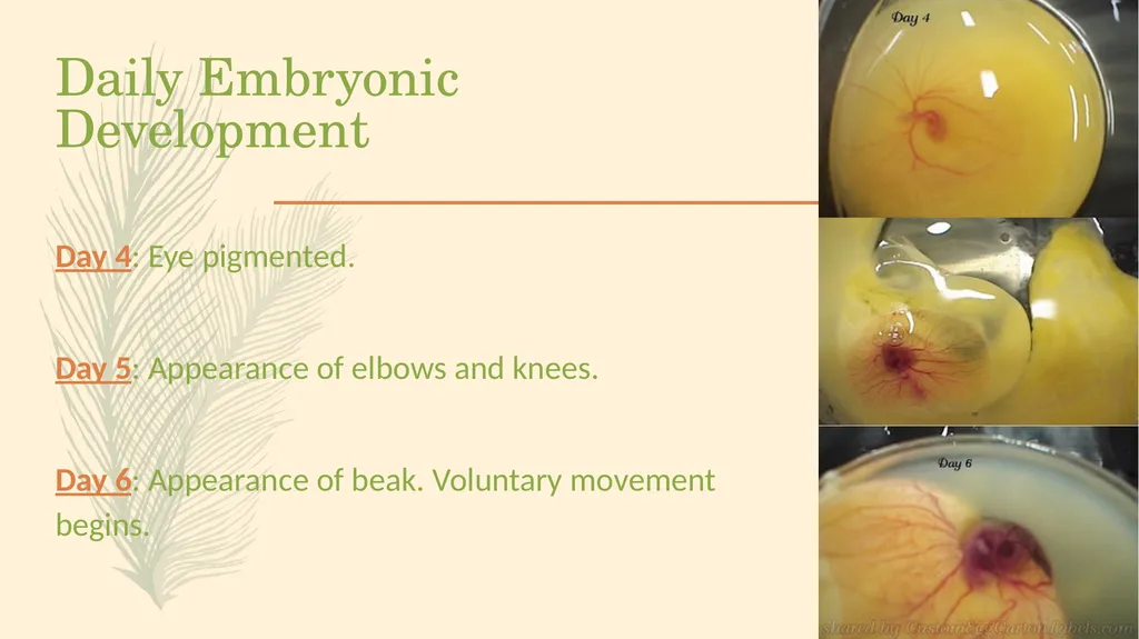 POULTRY SCIENCE: Hatchery Operation Unit 11 - slide 23 of 31