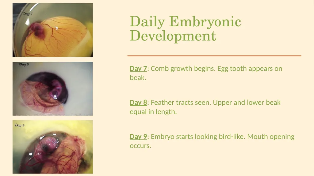 POULTRY SCIENCE: Hatchery Operation Unit 11 - slide 24 of 31