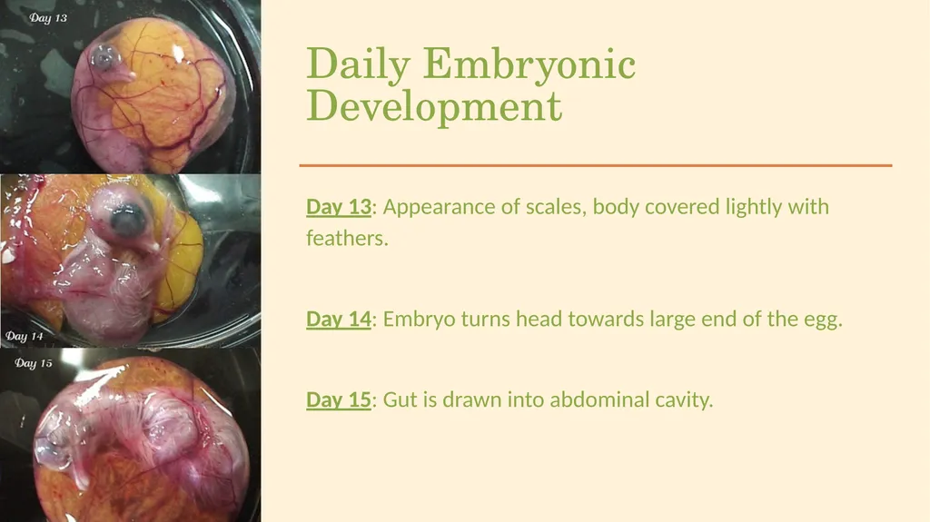 POULTRY SCIENCE: Hatchery Operation Unit 11 - slide 26 of 31