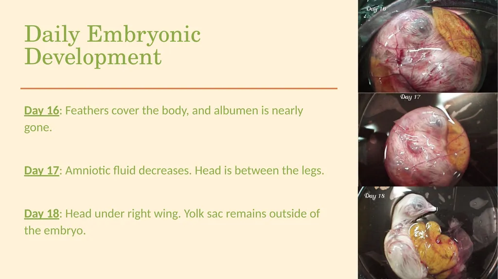 POULTRY SCIENCE: Hatchery Operation Unit 11 - slide 27 of 31