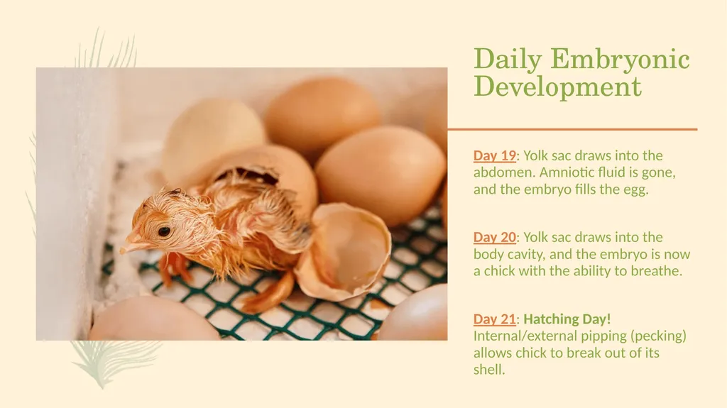 POULTRY SCIENCE: Hatchery Operation Unit 11 - slide 28 of 31