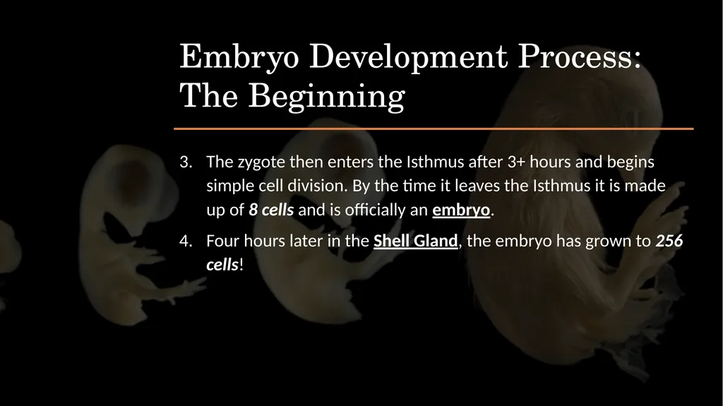 POULTRY SCIENCE: Hatchery Operation Unit 11 - slide 14 of 31