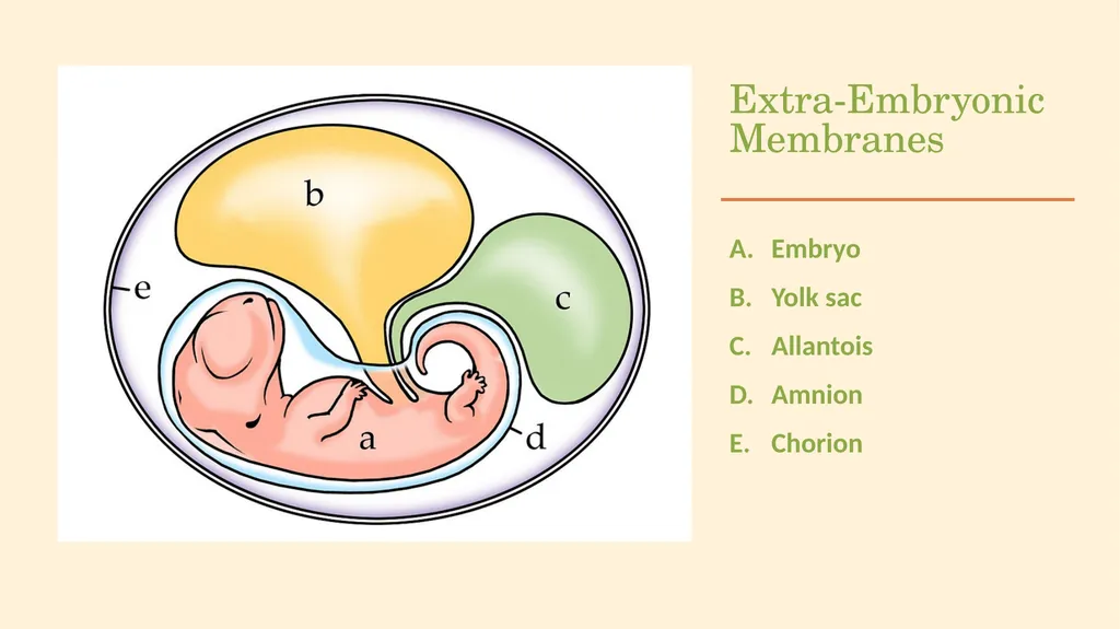 POULTRY SCIENCE: Hatchery Operation Unit 11 - slide 16 of 31