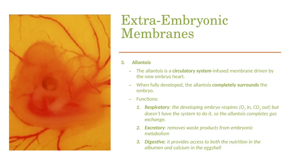 POULTRY SCIENCE: Hatchery Operation Unit 11 - slide 19 of 31