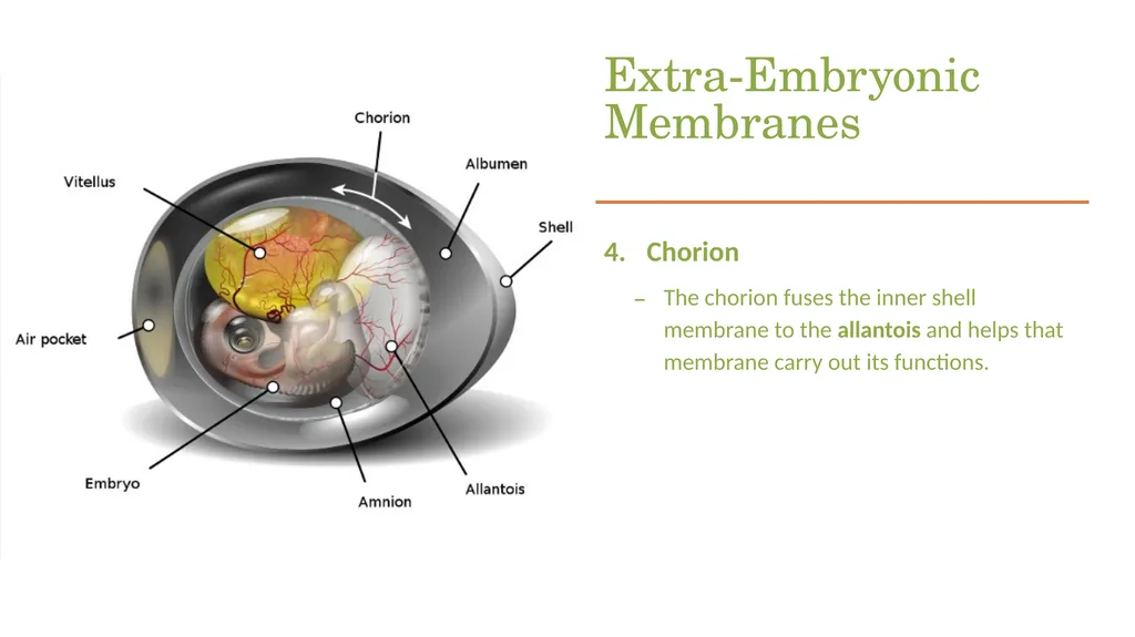 POULTRY SCIENCE: Hatchery Operation Unit 11 - slide 20 of 31