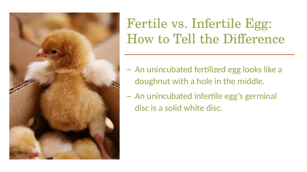 POULTRY SCIENCE: Hatchery Operation Unit 11 - slide 9 of 31