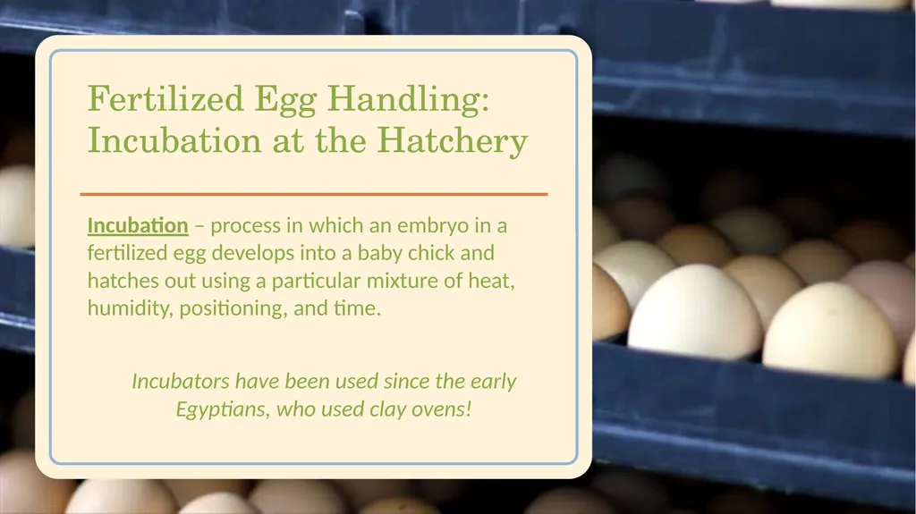 POULTRY SCIENCE: Hatchery Operation Unit 11 - slide 5 of 31