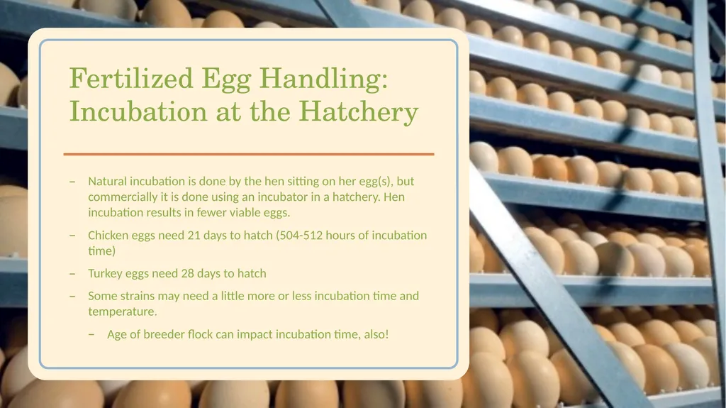 POULTRY SCIENCE: Hatchery Operation Unit 11 - slide 6 of 31