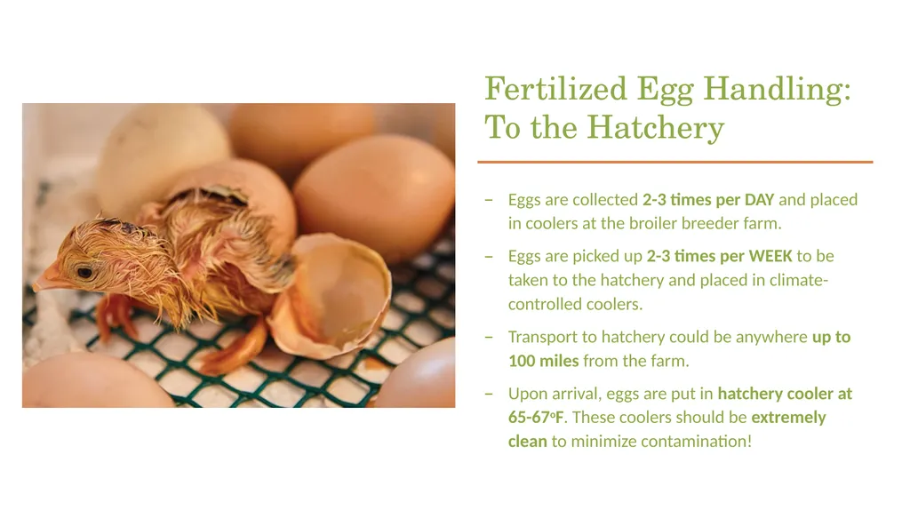 POULTRY SCIENCE: Hatchery Operation Unit 11 - slide 4 of 31