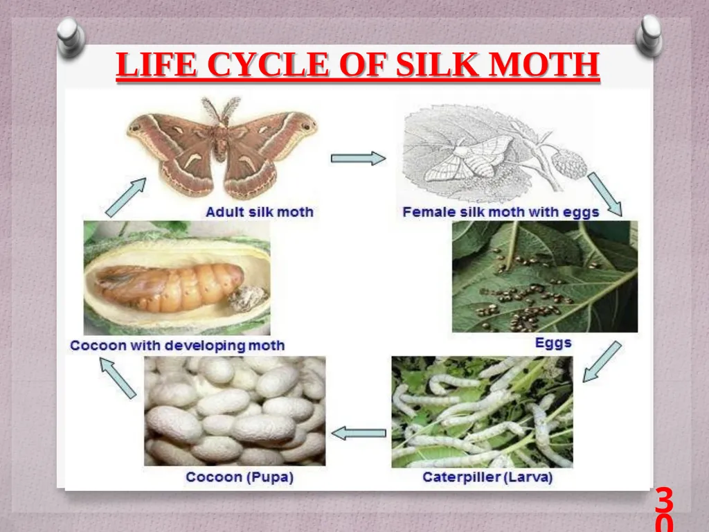 SCIENCE Chapter: 3 FIBRE TO FABRIC Class VII NK - slide 30 of 41