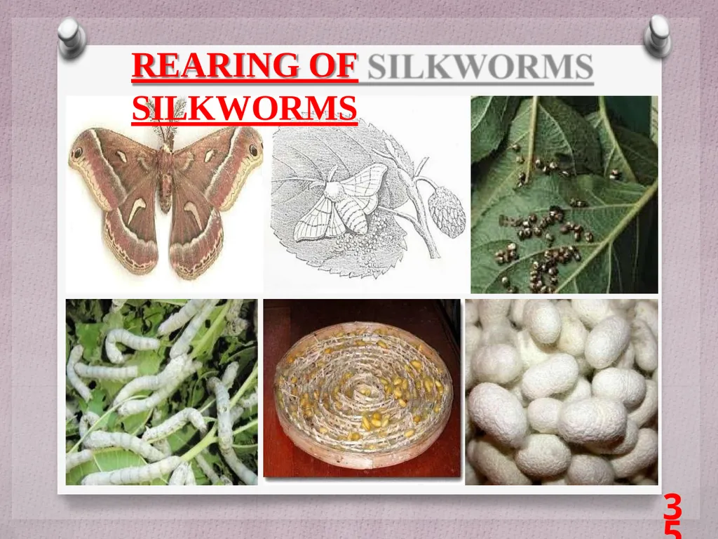 SCIENCE Chapter: 3 FIBRE TO FABRIC Class VII NK - slide 35 of 41