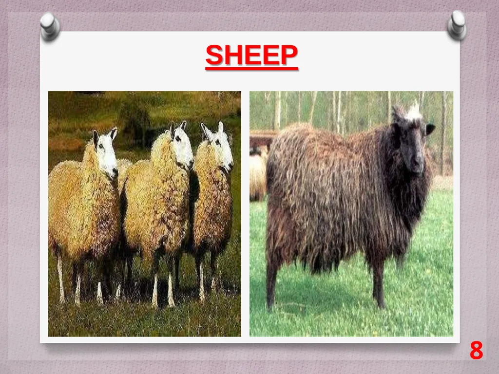 SCIENCE Chapter: 3 FIBRE TO FABRIC Class VII NK - slide 8 of 41