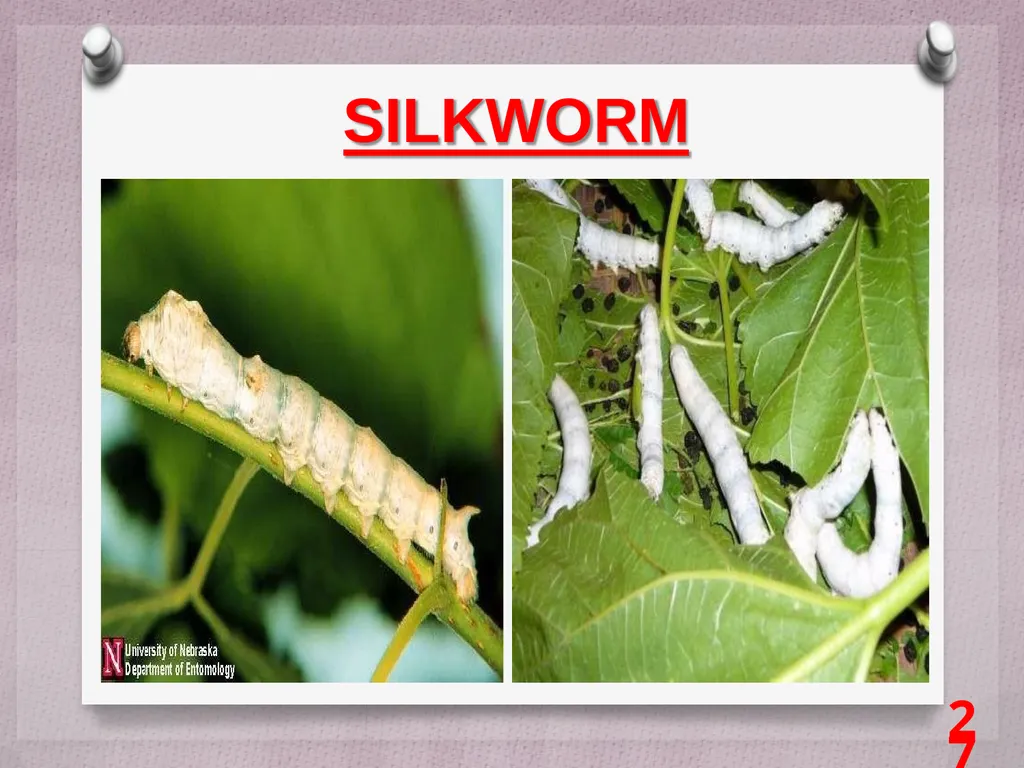 SCIENCE Chapter: 3 FIBRE TO FABRIC Class VII NK - slide 27 of 41