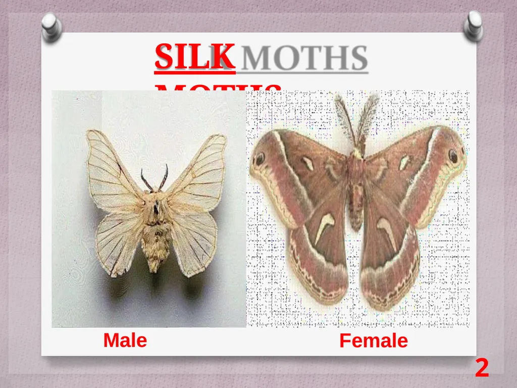SCIENCE Chapter: 3 FIBRE TO FABRIC Class VII NK - slide 26 of 41