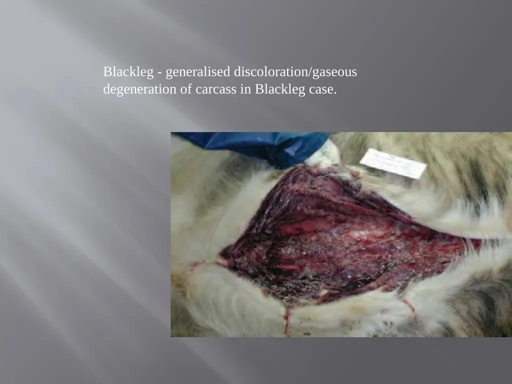 CLOSTRIDIAL DISEASES Introduction Clostridial - slide 53 of 55