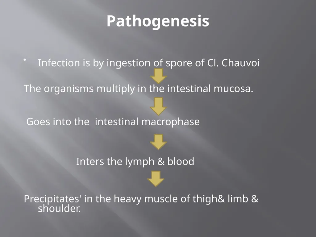 CLOSTRIDIAL DISEASES Introduction Clostridial - slide 44 of 55