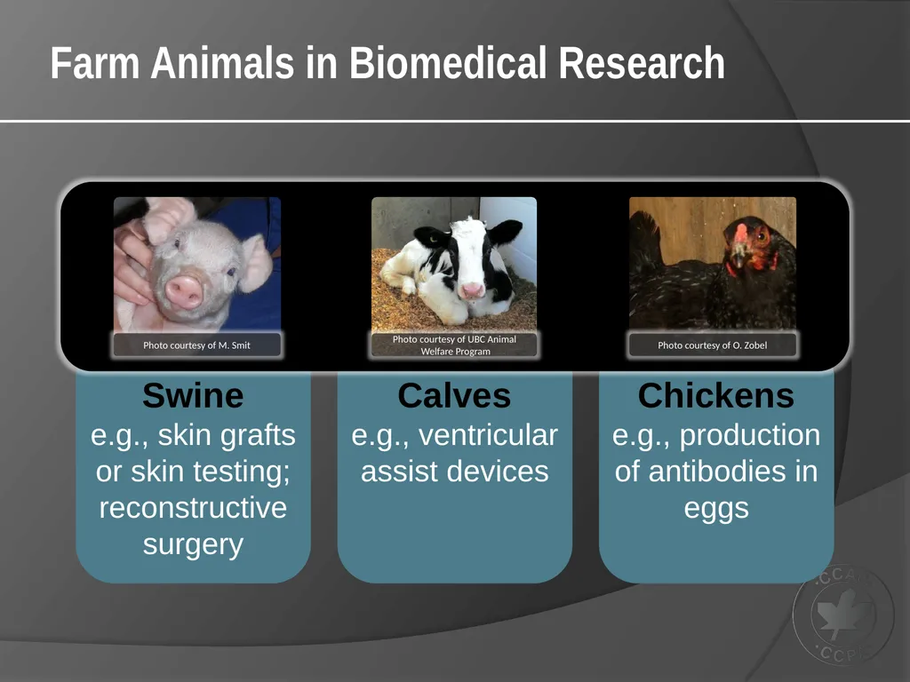 CCAC Training Module on: the Ethical Use and Care - slide 6 of 18