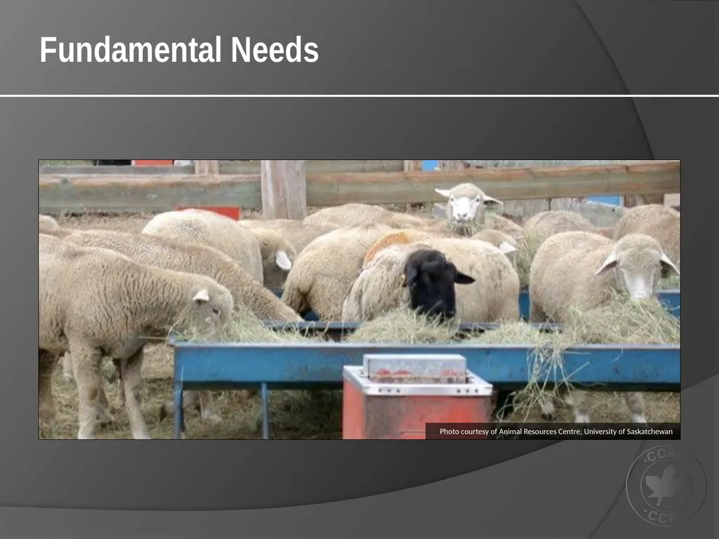 CCAC Training Module on: the Ethical Use and Care - slide 11 of 52