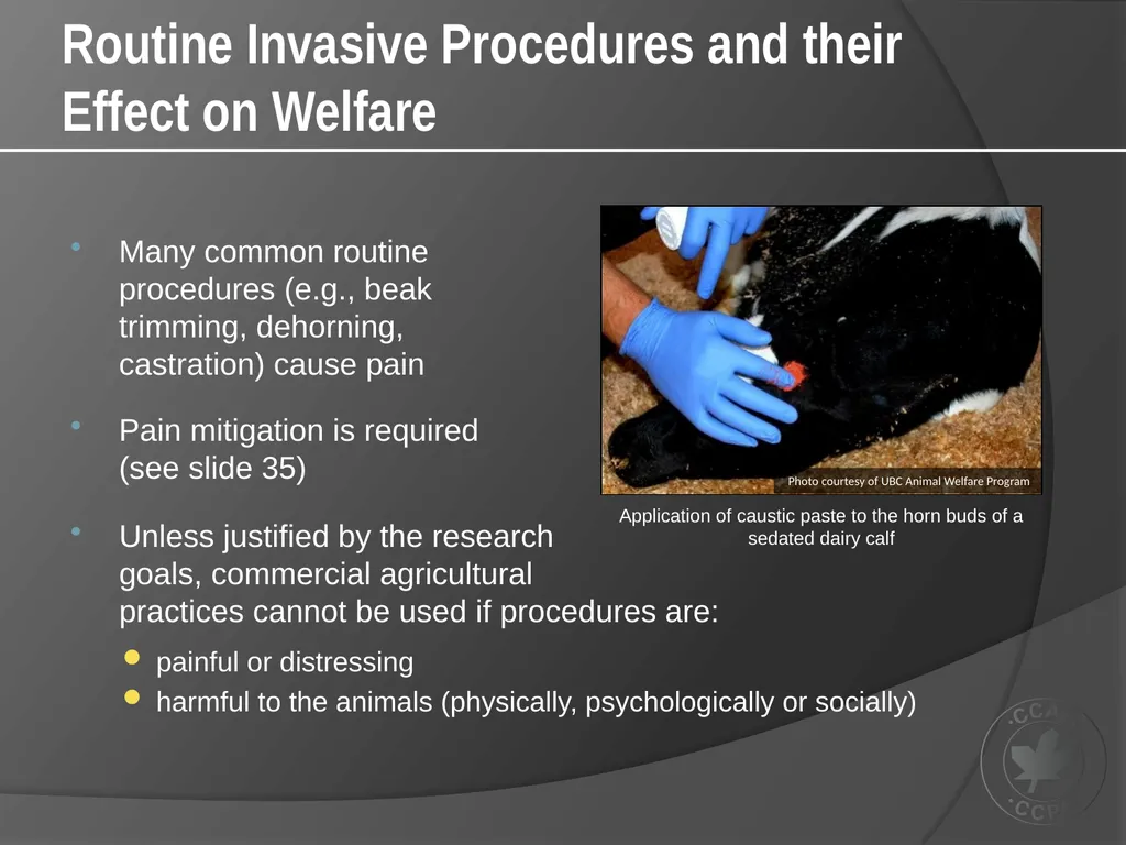 CCAC Training Module on: the Ethical Use and Care - slide 34 of 52